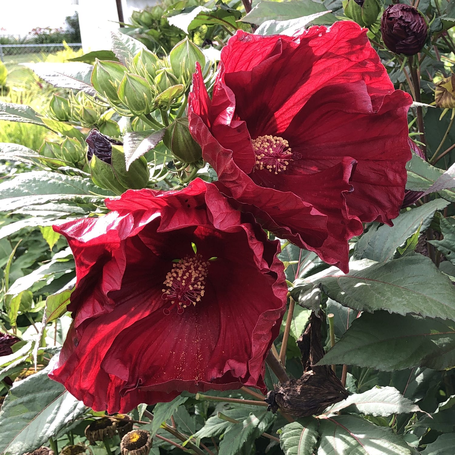 Cranberry Hibiscus Flower Seeds – Heirloom, Non-GMO Flower Seeds for Planting - Hibiscus for planting in home garden