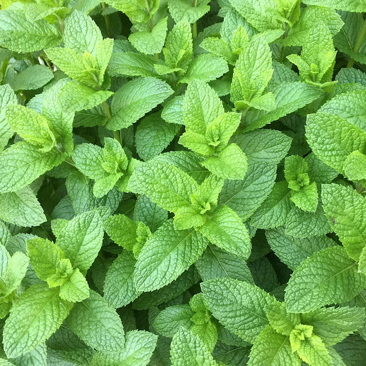 Spearmint Herb Seeds
