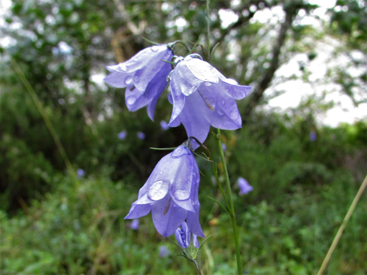Heirloom Harebell Flower Seeds for Planting, Non-GMO