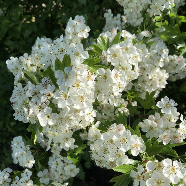 White Crataegus Flower Seeds for Planting - NON GMO Seeds