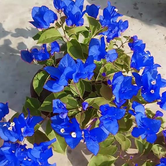 Healthy Blue Bougainvillea adding vertical color to a garden fence.