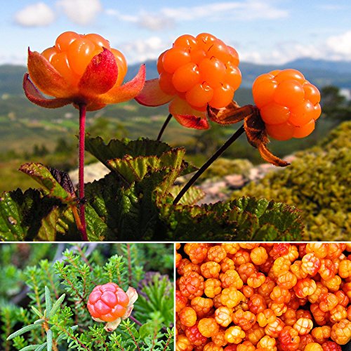 Healthy Cloudberry plants thriving in a natural outdoor garden setting.