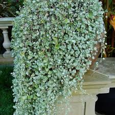 Healthy Dichondra Silver Falls trailing over a garden container.
