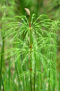 Healthy Equisetum plants thriving near a moist garden border.