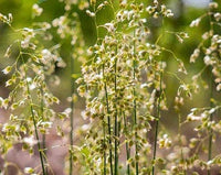Healthy Hierochloe odorata ornamental grass growing in a garden.