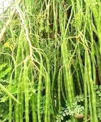 Healthy Moringa tree adding lush greenery to a home garden.