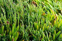 Healthy Sea Bean plant growing with vibrant green foliage.