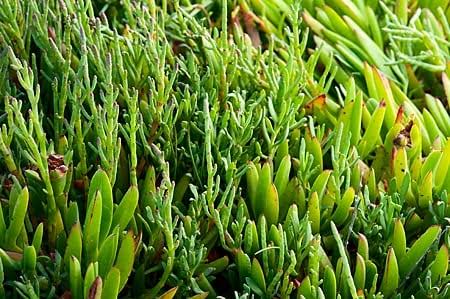 Healthy Sea Bean plant growing with vibrant green foliage.