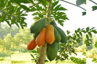 Healthy Thai Dwarf Papaya plant thriving in a tropical garden setting.