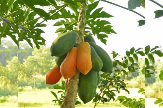 Healthy Thai Dwarf Papaya plant thriving in a tropical garden setting.