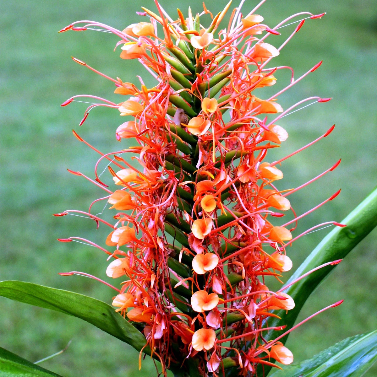 Red Ginger Lily Seeds (Hedychium rubrum) Flower Seeds for planting – Heirloom Non-GMO Garden Seeds