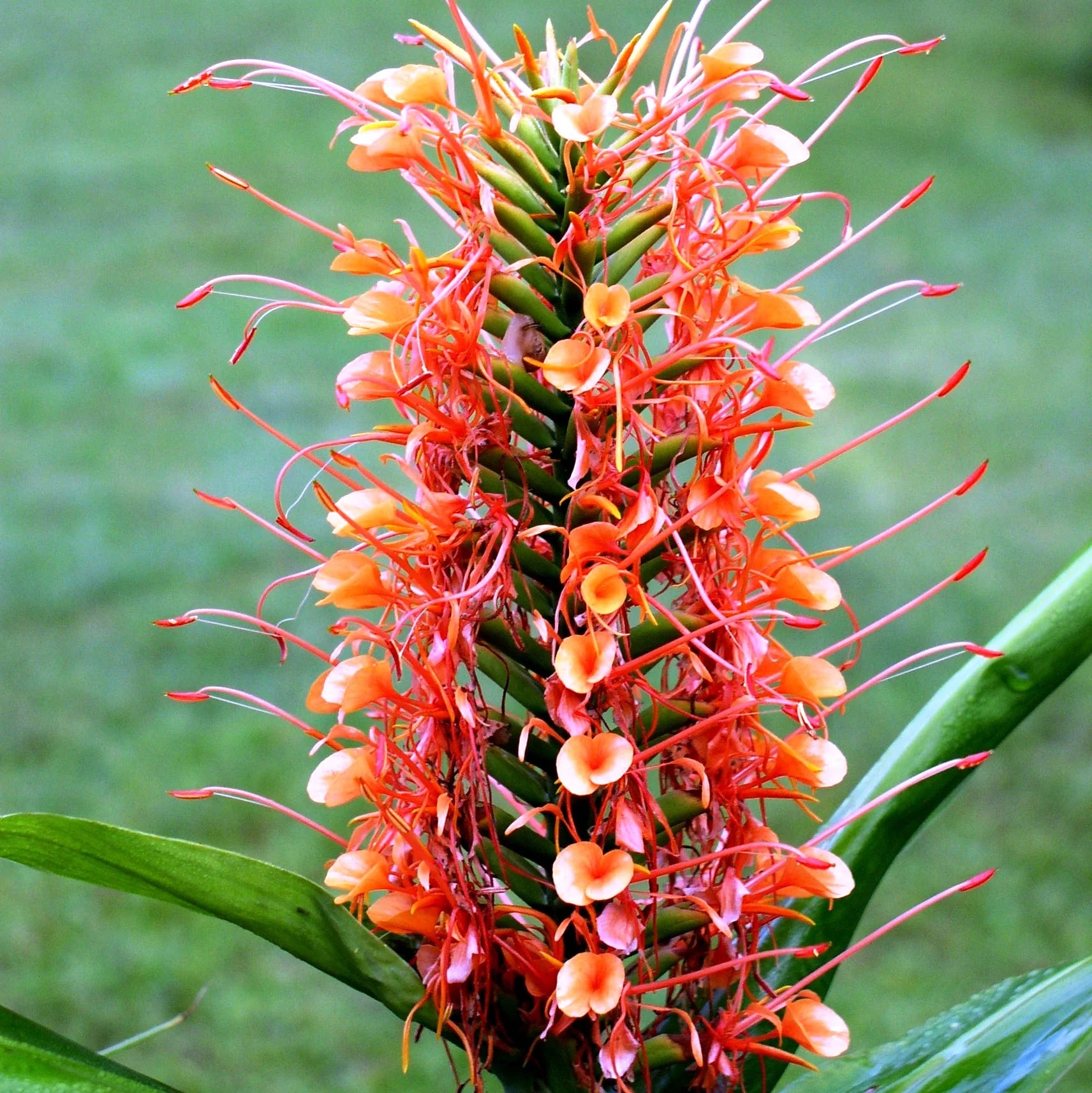 Red Ginger Lily Seeds (Hedychium rubrum) Flower Seeds for planting – Heirloom Non-GMO Garden Seeds
