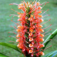 Red Ginger Lily Seeds (Hedychium rubrum) Flower Seeds for planting – Heirloom Non-GMO Garden Seeds