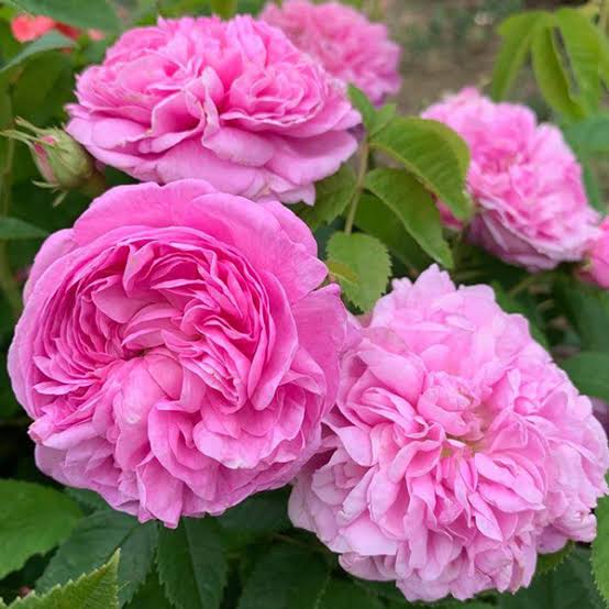 Heirloom Damask Rose seeds and young plants prepared for garden planting