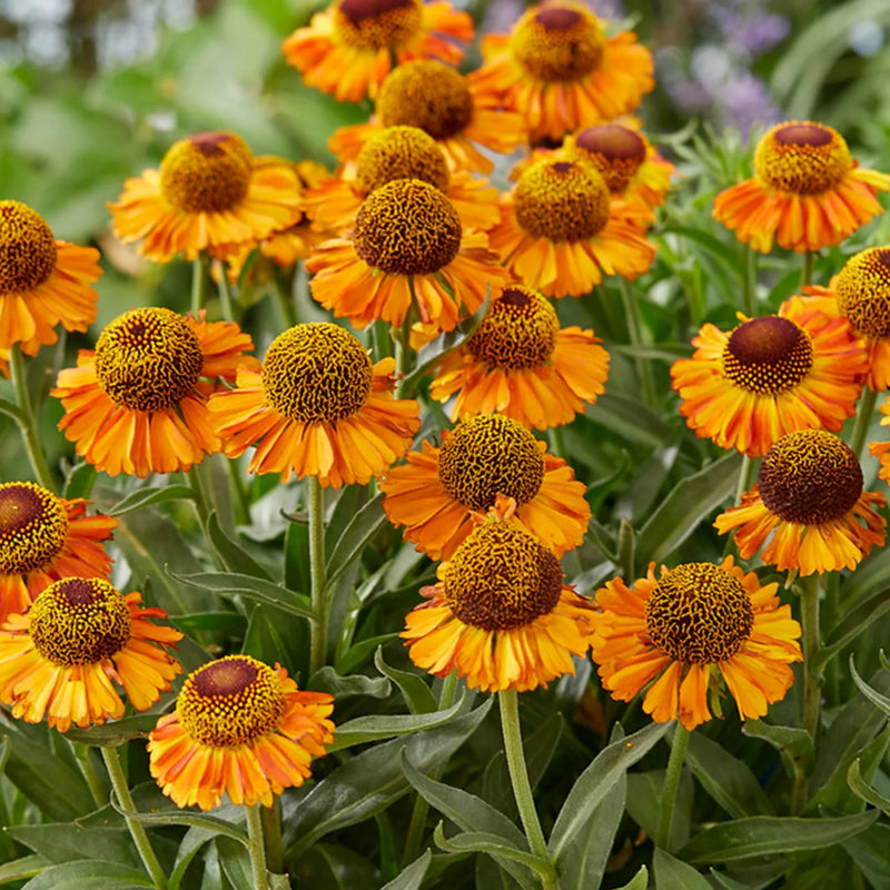 Helenium Flower Seeds Heirloom Non GMO Planting - 100 pcs