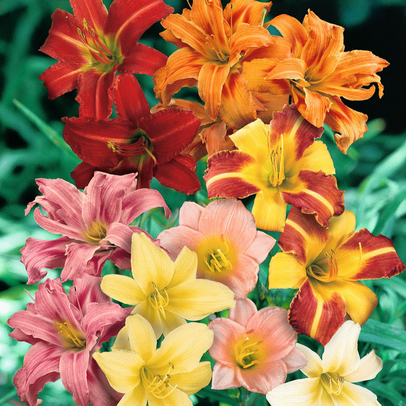 Mixed (Mixed scientific name) for planting in garden