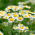 Chamomile Flower Seeds for Garden Planting - NON GMO Seeds