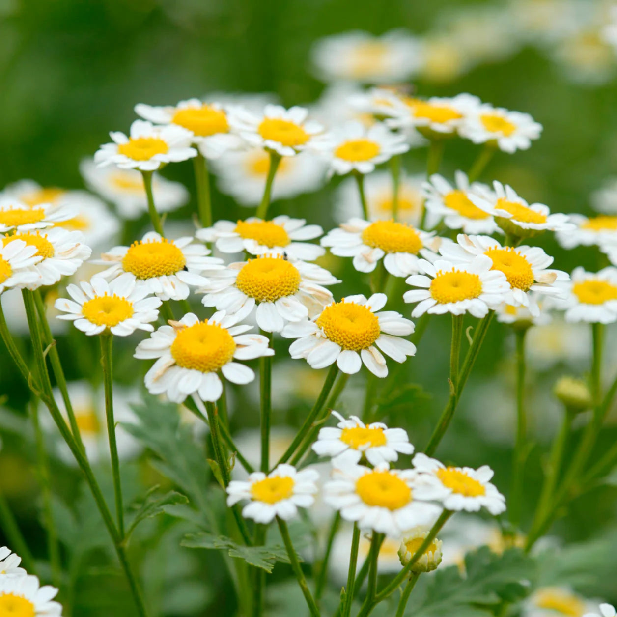 Chamomile Flower Seeds for Garden Planting - NON GMO Seeds