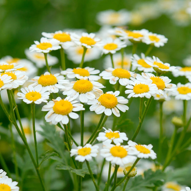 Chamomile Flower Seeds for Garden Planting - NON GMO Seeds