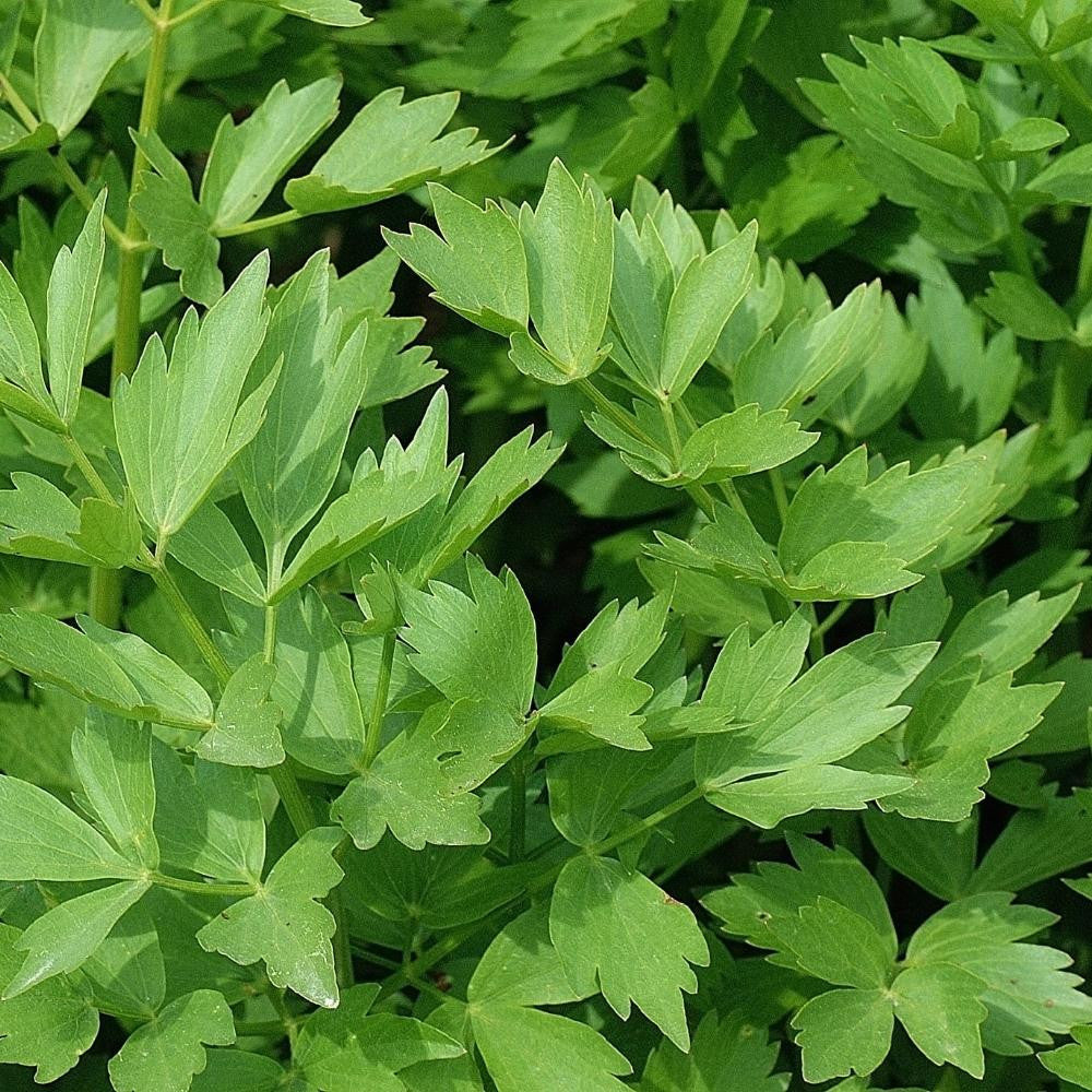 Mature lovage herb plants growing in a raised garden bed.

