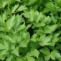 Mature lovage herb plants growing in a raised garden bed.

