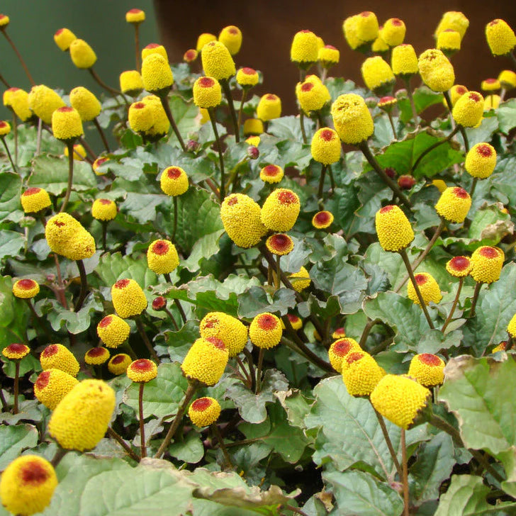 Toothache Plant Seeds for Planting heirloom & Non-GMO Seeds