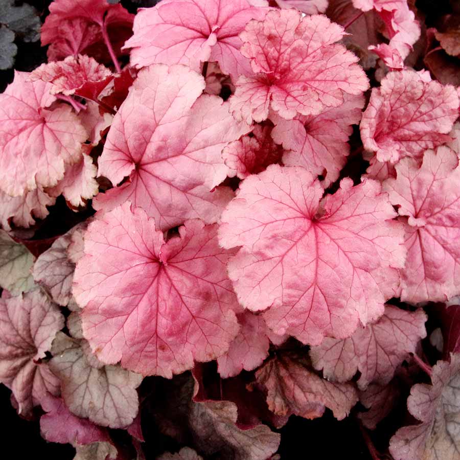 Baby Pink Heuchera Flower Seeds for Planting - Heirloom, NON-GMO Seeds for Garden Growth