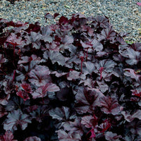 Black Obsidian Plant Seeds – Heirloom, Non-GMO Rare Garden Seeds for Easy Planting