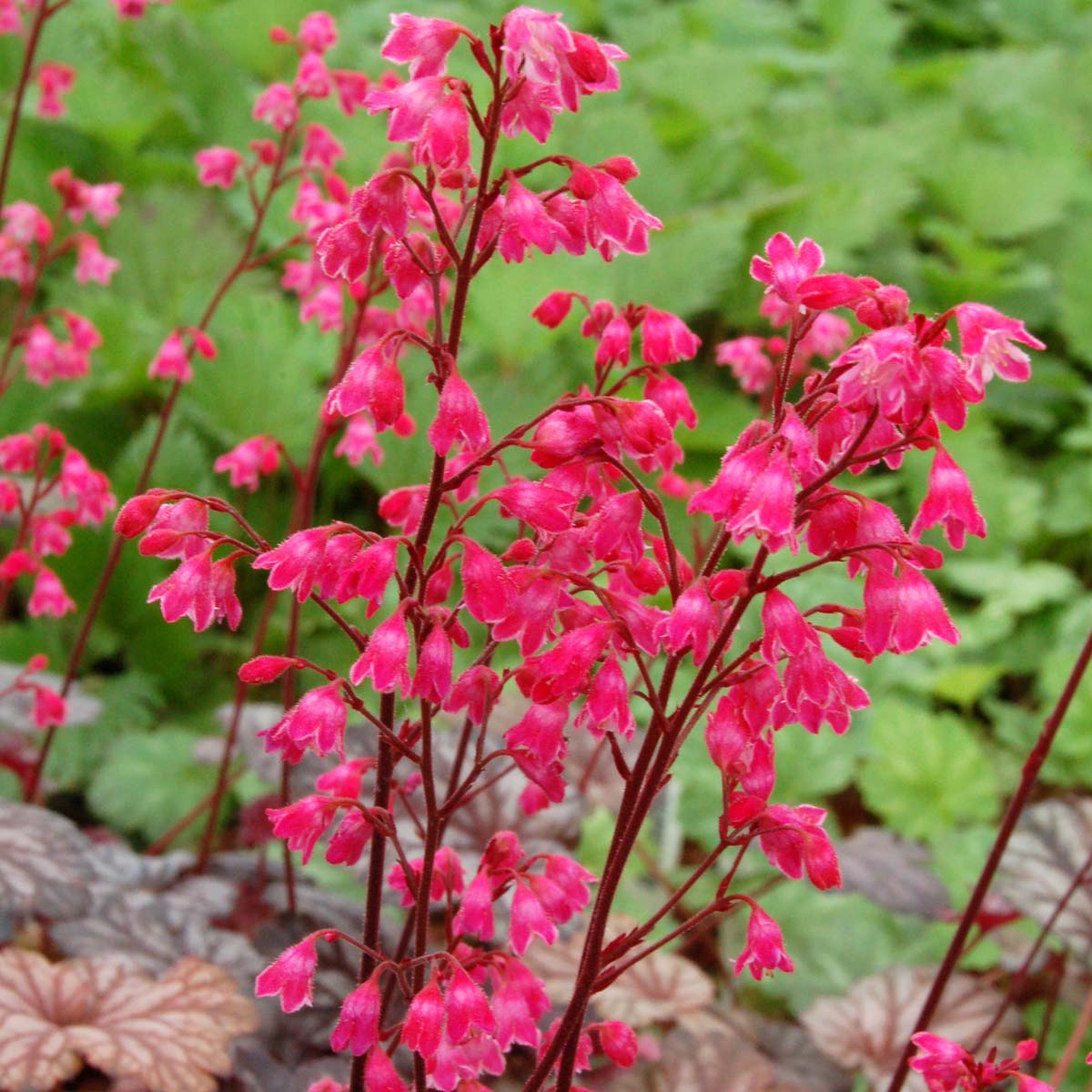 Baby Pink Heuchera Flower Seeds for Planting - Heirloom, NON-GMO Seeds for Garden Growth