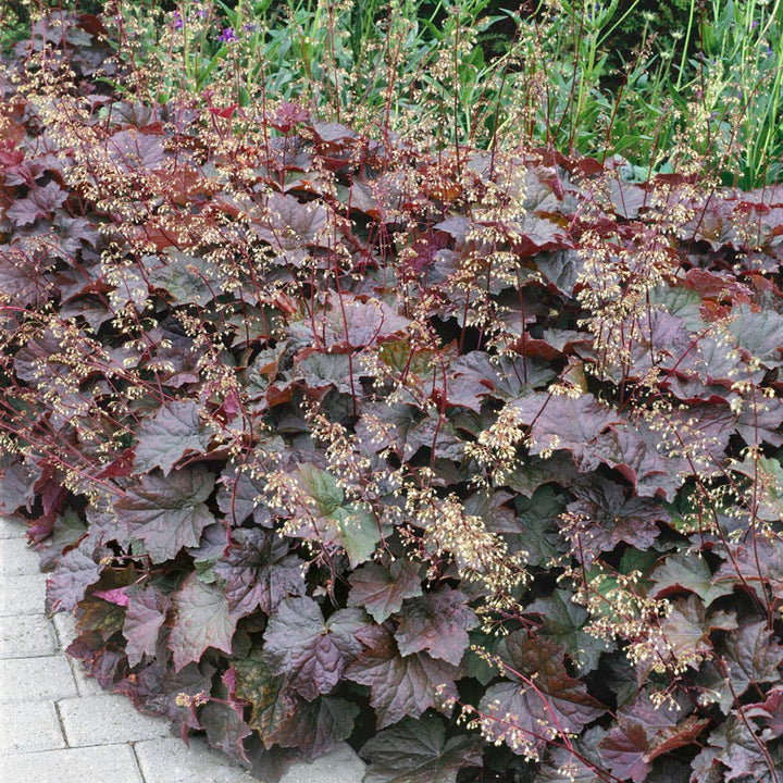 Purple Heuchera Plant Seeds for Planting - Heirloom, NON-GMO Seeds - Shade-Loving Perennial Garden Flower
