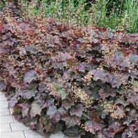 Purple Heuchera Plant Seeds for Planting - Heirloom, NON-GMO Seeds - Shade-Loving Perennial Garden Flower