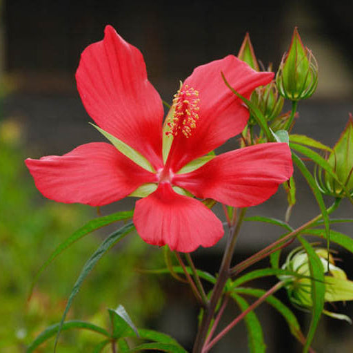 Heirloom Texas Star Hibiscus Flower Seeds – Non-GMO Flower Seeds for Planting