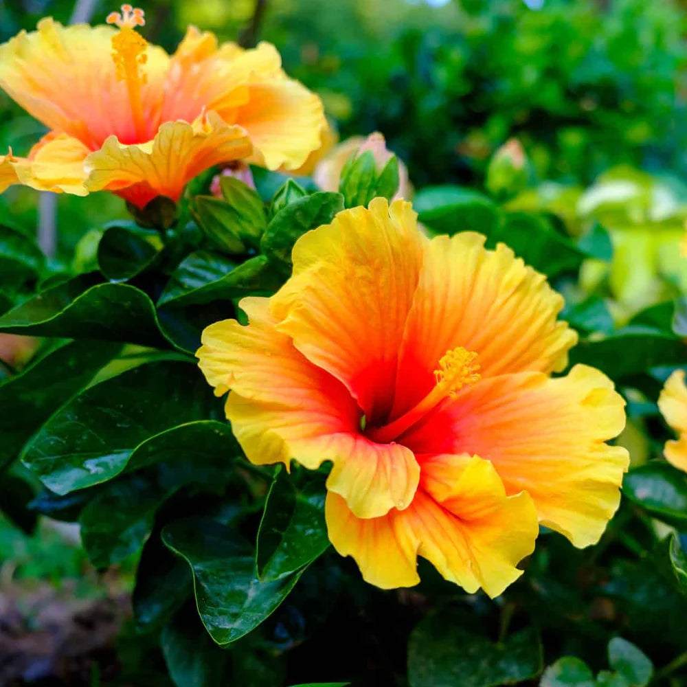 Mixed Hibiscus Flower Seeds – Heirloom, Non-GMO Seeds for Planting Colorful Blooming Variety