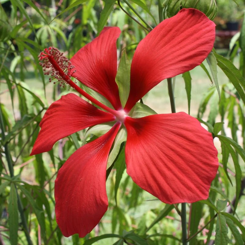 Heirloom Texas Star Hibiscus Flower Seeds – Non-GMO Flower Seeds for Planting