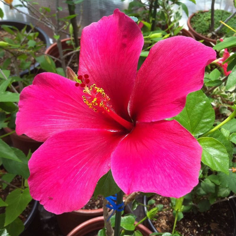 Heirloom Non-GMO Thick Pink Hibiscus Flower Seeds ƒ?? Lush Tropical Blooms for Garden Planting for planting in your garden.