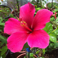 Heirloom Non-GMO Thick Pink Hibiscus Flower Seeds ƒ?? Lush Tropical Blooms for Garden Planting for planting in your garden.