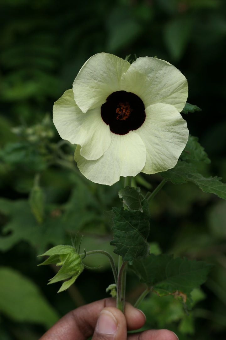 Hibiscus Vitifolius Flower Seeds – Heirloom, Non-GMO Flower Seeds for Planting
