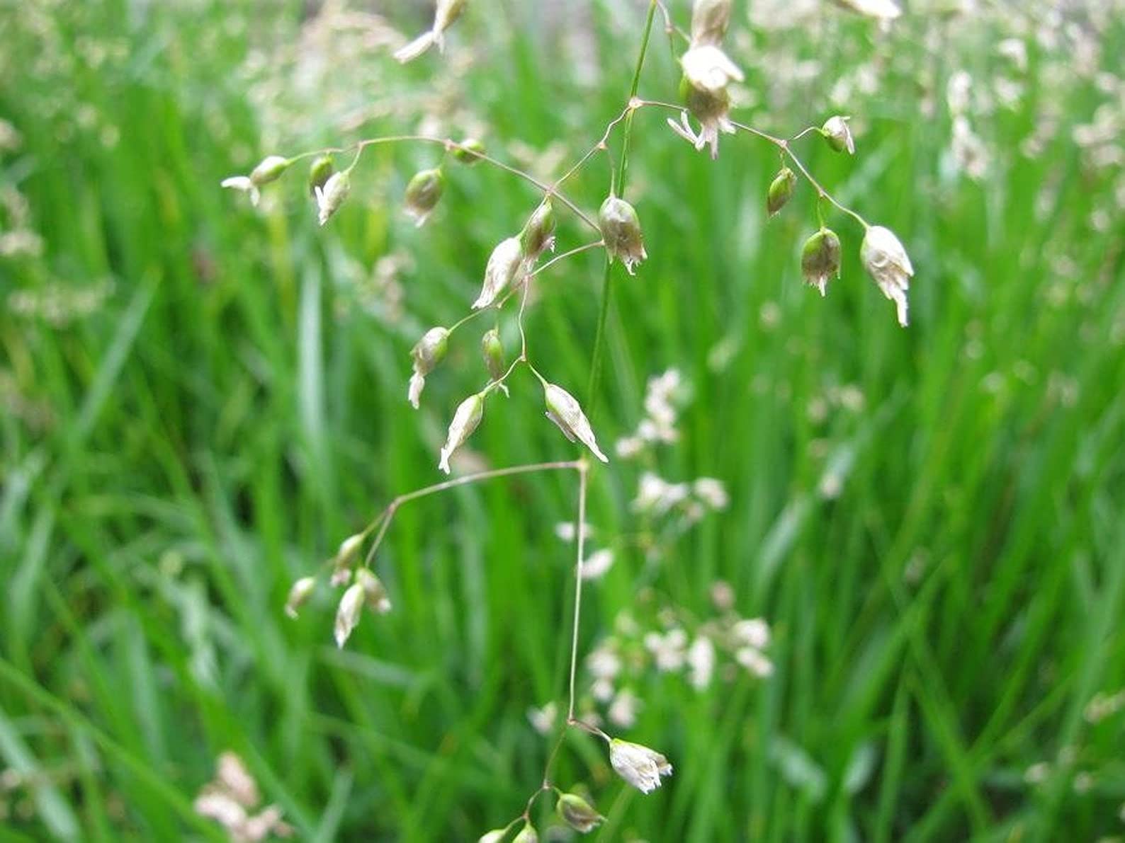 Hierochloe odorata adding texture to a native plant garden.