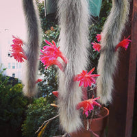 Monkey Tail Flower Seeds for Planting, 100 pcs