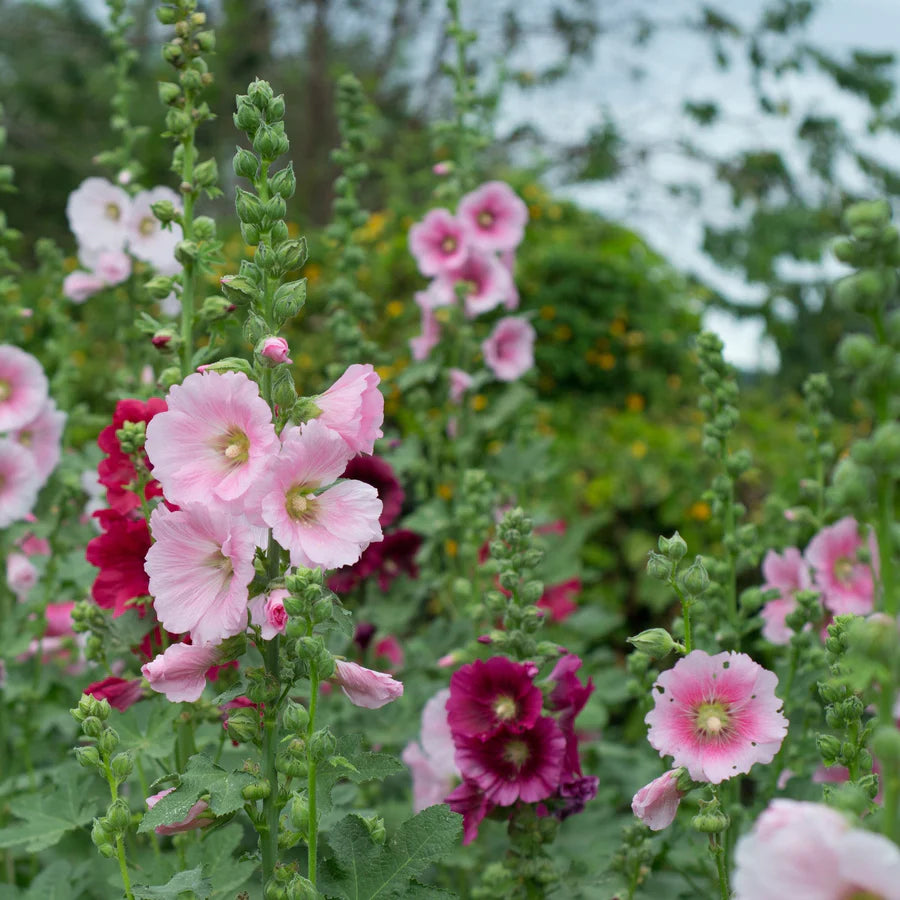 Baby Pink Hollyhock Flower Planting Seeds for Garden NON GMO Seeds