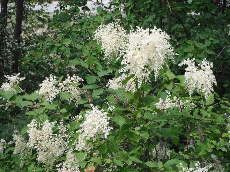 Heirloom Non-GMO Holodiscus Discolor Flower Seeds – Ornamental Shrub Flower Seeds for Planting - Non-GMO for planting in home garden