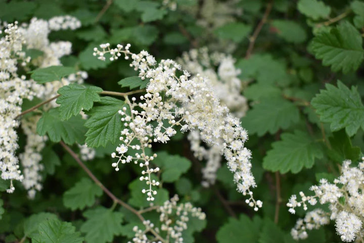 Heirloom Non-GMO Holodiscus Discolor Flower Seeds – Ornamental Shrub Flower Seeds for Planting