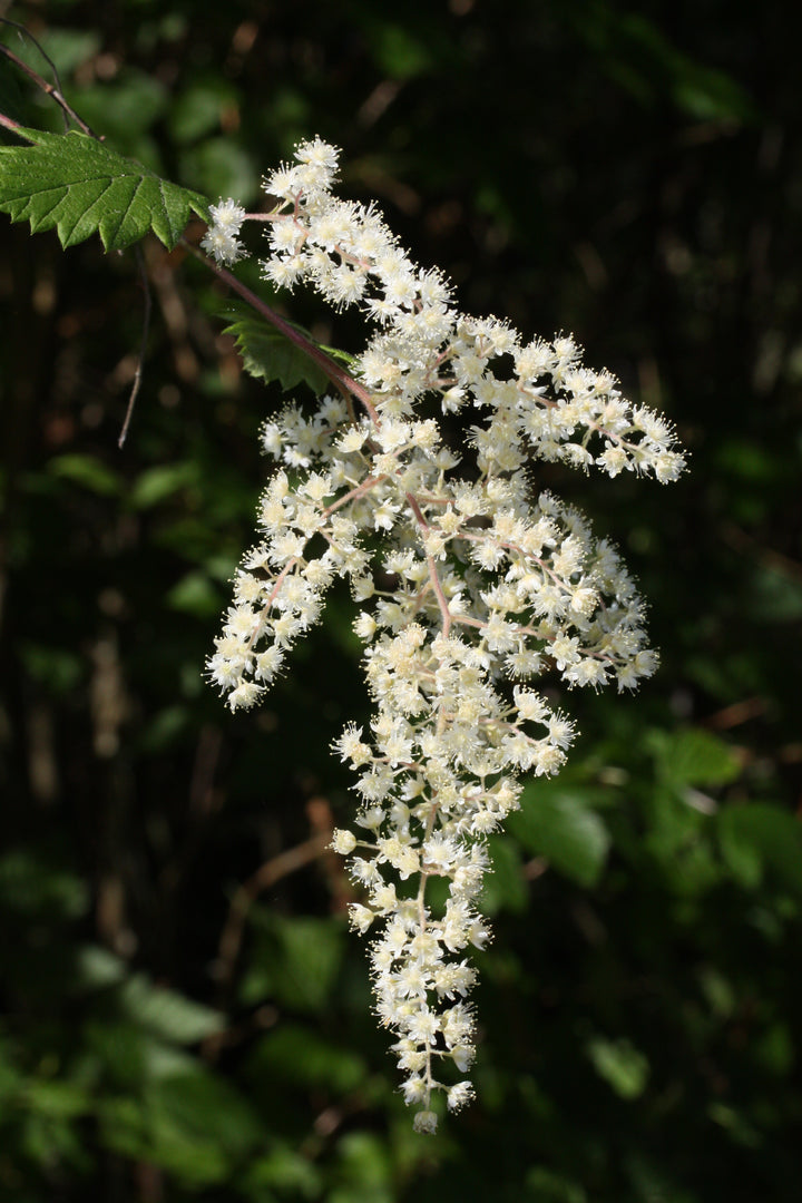 Heirloom Non-GMO Holodiscus Discolor Flower Seeds – Ornamental Shrub Flower Seeds for Planting