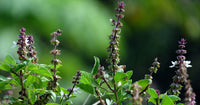 Basil Scented Flower Seeds for Planting, Unique Variety - Heirloom seeds for planting in your garden.