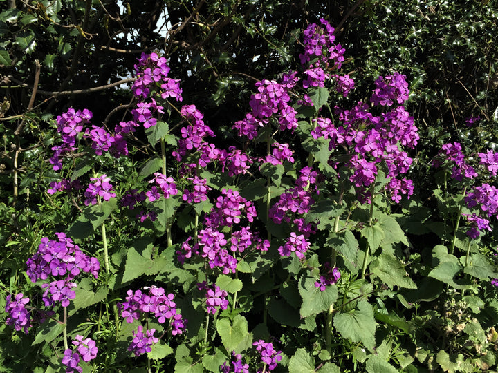 Heirloom Non-GMO Honesty Flower Seeds for Planting – Unique Garden Blooms