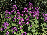 Heirloom Non-GMO Honesty Flower Seeds for Planting – Unique Garden Blooms