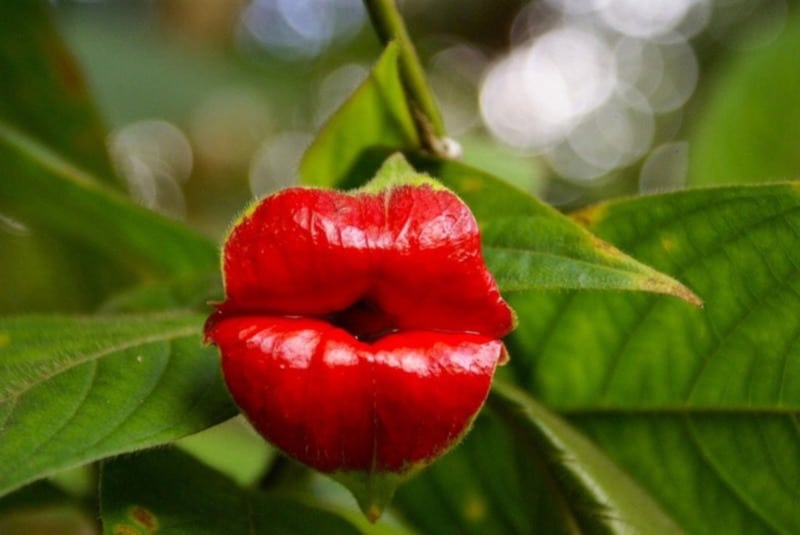 Heirloom Non-GMO Lips Flower Seeds for Planting – Unique Lip-Shaped Blooms for Exotic Gardens