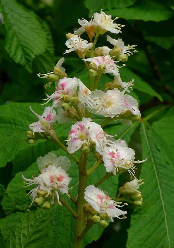 Horse Chestnut Flower Seeds – Heirloom Non-GMO Seeds for Ornamental Shade Tree Planting
