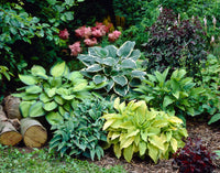 Mixed Hosta plants growing in a shaded outdoor garden