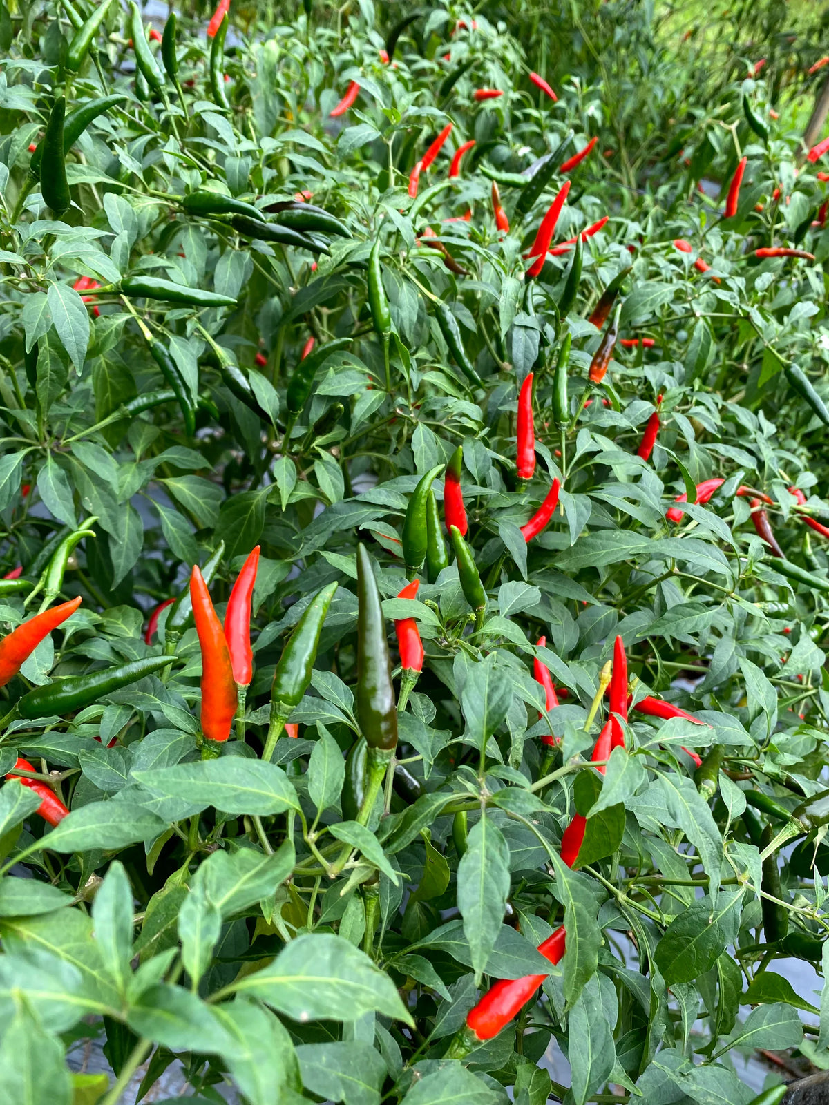 Philippine Hot Pepper Vegetable Seeds for Planting heirloom & Non-GMO Seeds